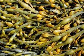 Seaweed as Biostimulant