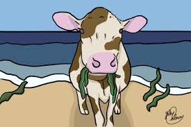 Seaweed as Feed