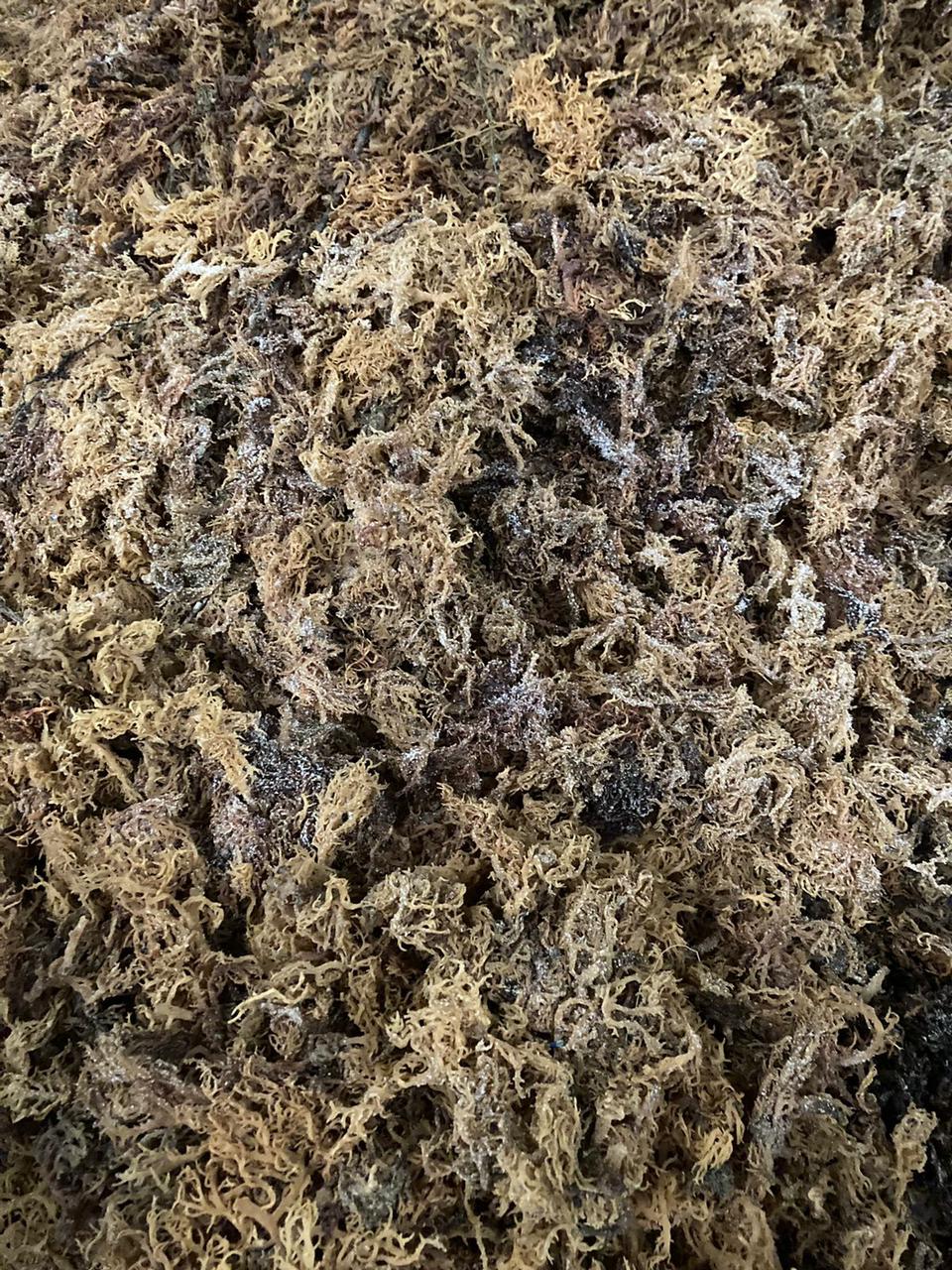Raw Seaweed