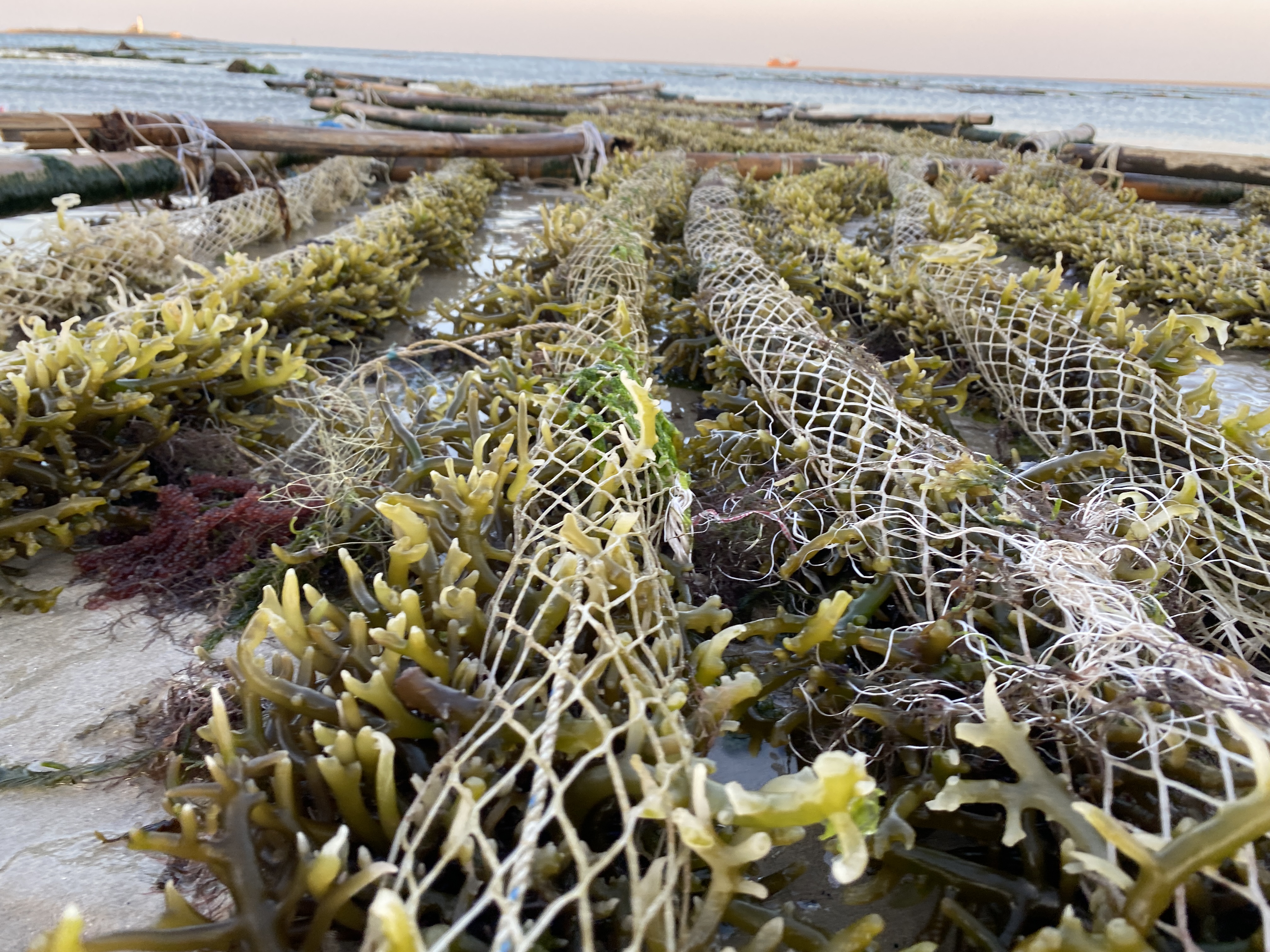 Seaweed Cultivation