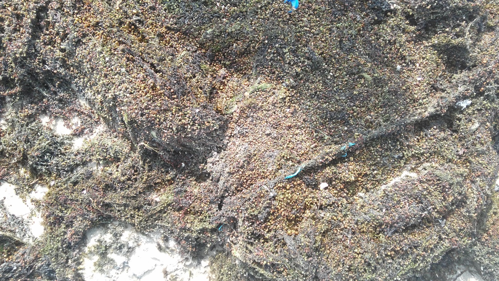 Raw Seaweed